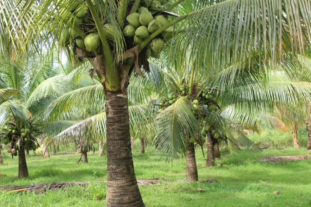 cocotiers