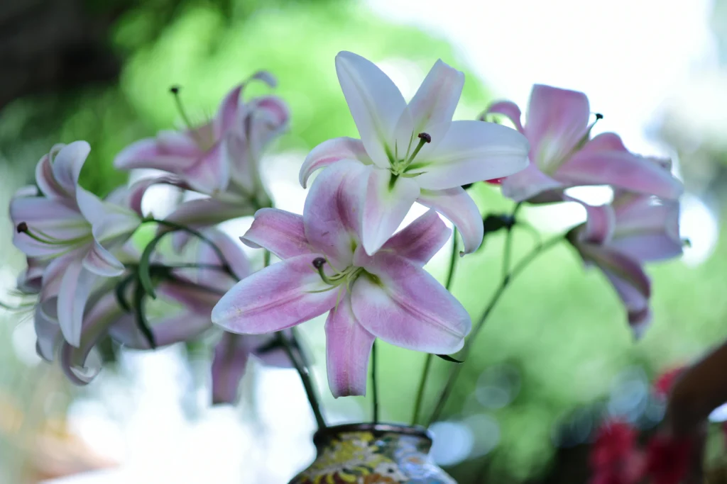 arrosage des plantes